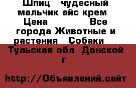 Шпиц - чудесный мальчик айс-крем › Цена ­ 20 000 - Все города Животные и растения » Собаки   . Тульская обл.,Донской г.